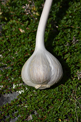 Garlic (Allium sativum) at Canadale Nurseries