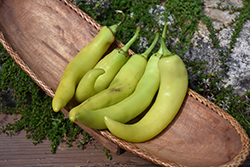 Banana Pepper (Capsicum annuum 'Banana') at Canadale Nurseries