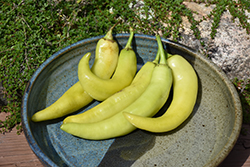 Sweet Banana Pepper (Capsicum annuum 'Sweet Banana') at Canadale Nurseries
