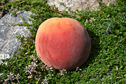 Frost Peach (Prunus persica 'Frost') at Canadale Nurseries