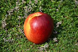 Hardired Nectarine (Prunus persica var. nucipersica 'Hardired') at Canadale Nurseries