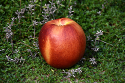 Flavortop Nectarine (Prunus persica var. nucipersica 'Flavortop') at Canadale Nurseries