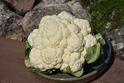 Snow Crown Cauliflower (Brassica oleracea var. botrytis 'Skywalker') at Canadale Nurseries