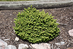 Little Gem Spruce (Picea abies 'Little Gem') at Canadale Nurseries