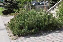Dwarf Mugo Pine (Pinus mugo var. pumilio) at Canadale Nurseries