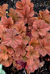 Northern Exposure Amber Coral Bells (Heuchera 'TNHEUNEA') at Canadale Nurseries