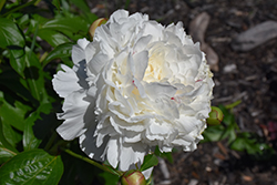 Festiva Maxima Peony (Paeonia 'Festiva Maxima') at Canadale Nurseries