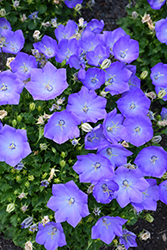 Rapido Blue Bellflower (Campanula carpatica 'Rapido Blue') at Canadale Nurseries