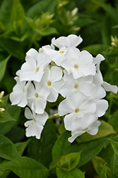 Flame White Garden Phlox (Phlox paniculata 'Flame White') at Canadale Nurseries