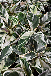 White Fusion Calathea (Calathea leitzei 'White Fusion') at Canadale Nurseries