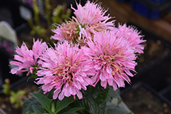 Sugar Buzz Pink Frosting Beebalm (Monarda 'Pink Frosting') at Canadale Nurseries