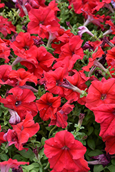 Dreams Red Petunia (Petunia 'Dreams Red') at Canadale Nurseries