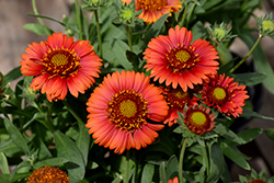 SpinTop Red Blanket Flower (Gaillardia aristata 'SpinTop Red') at Canadale Nurseries