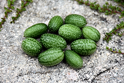 Cucamelon (Melothria scabra) at Canadale Nurseries