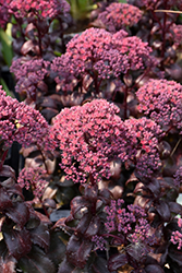 Dark Magic Stonecrop (Sedum telephium 'Dark Magic') at Canadale Nurseries