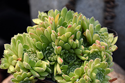 Chick Charms Sugar Shimmer Hens And Chicks (Sempervivum 'Sugar Shimmer') at Canadale Nurseries