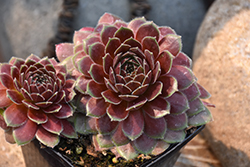 Chick Charms Berry Bomb Hens And Chicks (Sempervivum 'Berry Bomb') at Canadale Nurseries