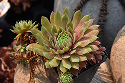 Chick Charms Cranberry Cocktail Hens And Chicks (Sempervivum 'Cranberry Cocktail') at Canadale Nurseries