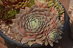 Chick Charms Berry Blues Hens And Chicks (Sempervivum 'Berry Blues') at Canadale Nurseries