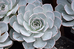 Canadian Echeveria (Echeveria 'Canadian') at Canadale Nurseries