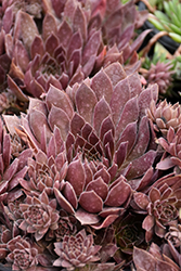 Chick Charms Chocolate Kiss Hens And Chicks (Sempervivum 'Chocolate Kiss') at Canadale Nurseries