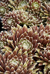 Chick Charms Cosmic Candy Hens And Chicks (Sempervivum 'Cosmic Candy') at Canadale Nurseries