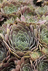 Chick Charms Plum Parfait Hens And Chicks (Sempervivum 'Plum Parfait') at Canadale Nurseries