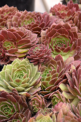 Chick Charms Cherry Berry Hens And Chicks (Sempervivum 'Cherry Berry') at Canadale Nurseries