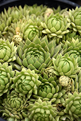 Chick Charms Key Lime Kiss Hens And Chicks (Sempervivum 'Key Lime Kiss') at Canadale Nurseries