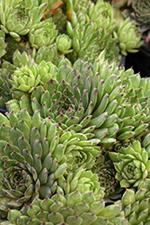 Chick Charms Appletini Hens And Chicks (Sempervivum 'Reinhard') at Canadale Nurseries