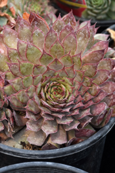 Chick Charms Autumn Apple Hens And Chicks (Sempervivum 'Autumn Apple') at Canadale Nurseries