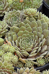 Chick Charms Silver Suede Hens And Chicks (Sempervivum 'Silver Suede') at Canadale Nurseries