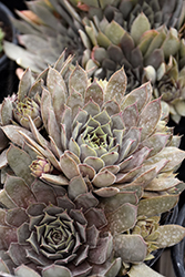 Chick Charms Grape Galaxy Hens And Chicks (Sempervivum 'Grape Galaxy') at Canadale Nurseries