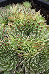 Chick Charms Mint Marvel Hens And Chicks (Sempervivum 'Mint Marvel') at Canadale Nurseries