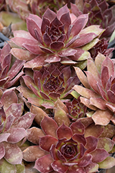 Chick Charms Strawberry Kiwi Hens And Chicks (Sempervivum 'Strawberry Kiwi') at Canadale Nurseries