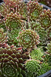 Chick Charms Cinnamon Starburst Hens And Chicks (Sempervivum 'Cinnamon Starburst') at Canadale Nurseries