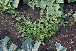 Cucamelon (Melothria scabra) at Canadale Nurseries