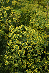 Fernleaf Dill (Anethum graveolens 'Fernleaf') at Canadale Nurseries