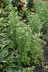 Santo Cilantro (Coriandrum sativum 'Santo') at Canadale Nurseries