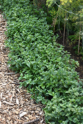 Peppermint (Mentha x piperita) at Canadale Nurseries