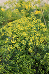 Dill (Anethum graveolens) at Canadale Nurseries