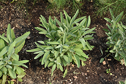 Common Sage (Salvia officinalis) at Canadale Nurseries