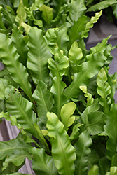 Bird's Nest Fern (Asplenium nidus) at Canadale Nurseries