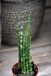 Mikado Cylindrical Snake Plant (Sansevieria bacularis 'Mikado') at Canadale Nurseries