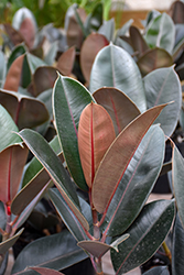 Burgundy Rubber Tree (Ficus elastica 'Burgundy') at Canadale Nurseries