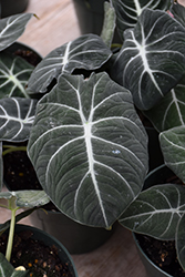 Mythic Black Velvet Jewel Alocasia (Alocasia reginula 'Black Velvet') at Canadale Nurseries