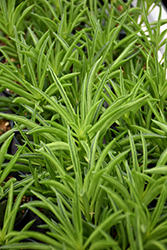 Happy Bean Plant (Peperomia ferreyrae) at Canadale Nurseries