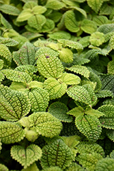 Moon Valley Pilea (Pilea involucrata 'Moon Valley') at Canadale Nurseries