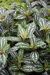 Aluminum Plant (Pilea cadierei) at Canadale Nurseries