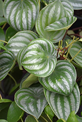 Watermelon Peperomia (Peperomia argyreia) at Canadale Nurseries